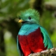 色がきれいだったり体つきが独特だったりする 世界の珍しい鳥