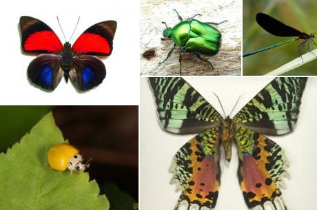 不思議な習性と奇妙な体を持つ世界の珍しい昆虫特集！