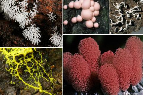 不思議な感じを持っていて好奇心がそそられそうな「粘菌」の魅力に迫る！
